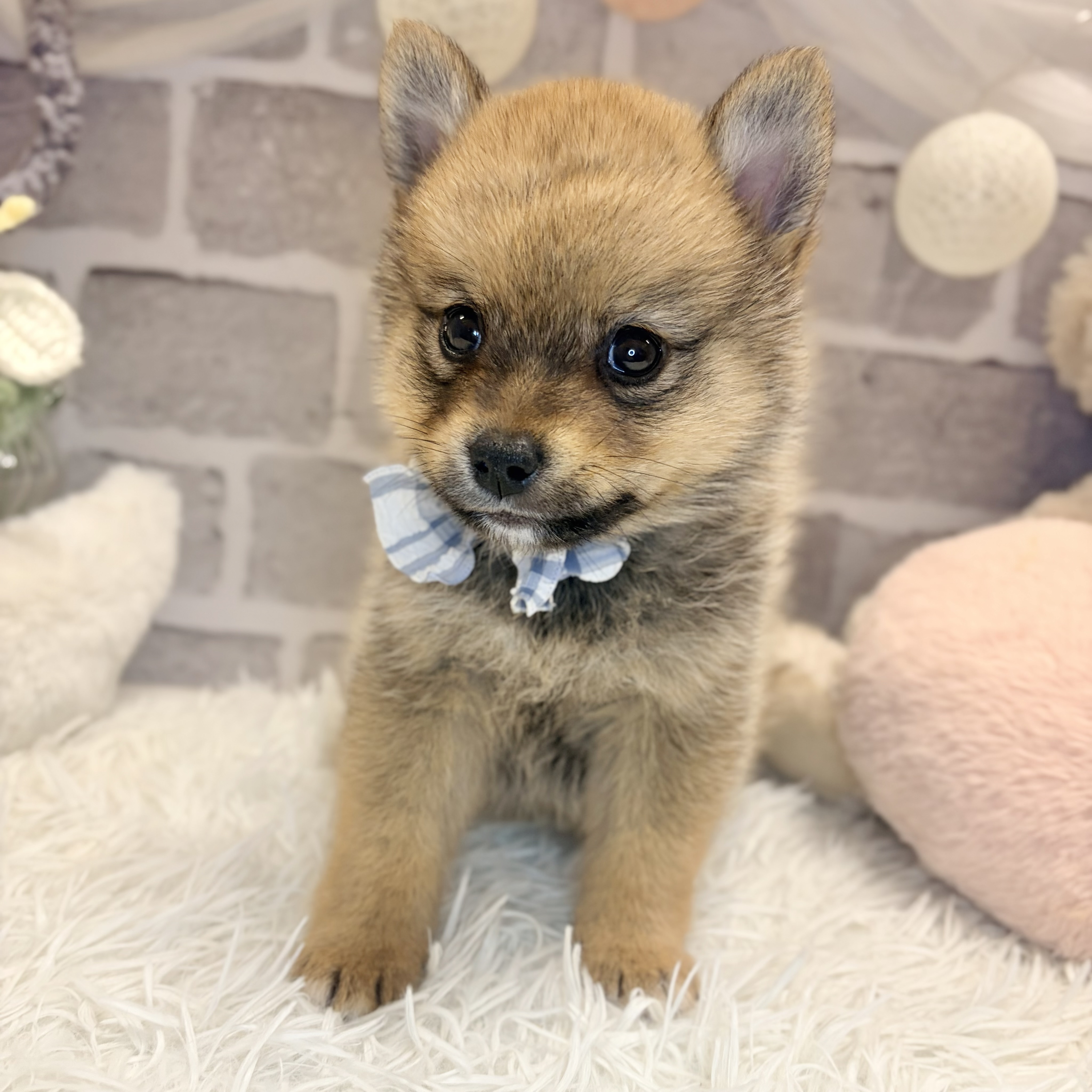 兵庫県のポメ柴/豆ポメ/ポメ豆柴(ポメラニアン×柴犬) (犬の家＆猫の里神戸店/2026年8月23日生まれ/男の子/オレンジ)の子犬の1枚目の画像