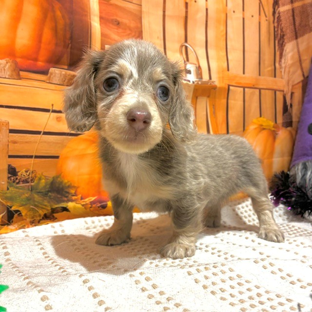 福岡県のミニチュアダックスフンド(ロング) (犬の家＆猫の里トリアス久山店/2026年8月21日生まれ/女の子/イザベラダップル)の子犬の2枚目の画像