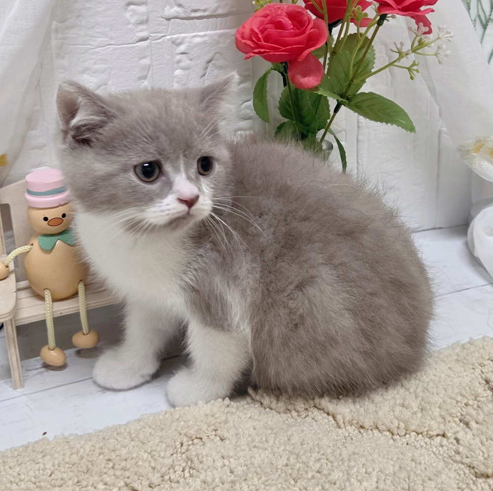 岡山県のブリティッシュショートヘアー (犬の家＆猫の里岡山店/2026年8月18日生まれ/男の子/ライラックタビーホワイト)の子猫の2枚目の画像