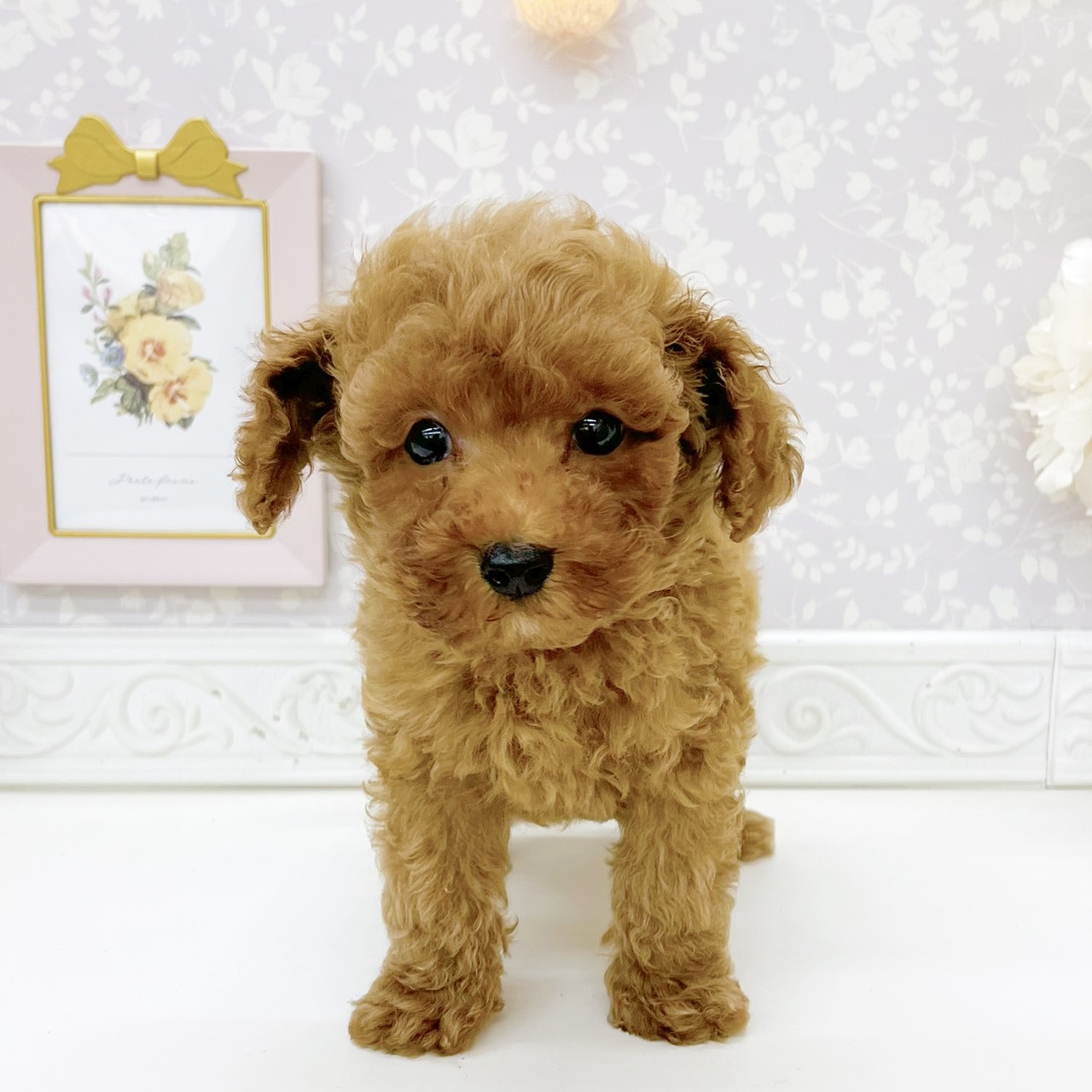 富山県のトイプードル(トイ) (犬の家＆猫の里富山店/2026年8月15日生まれ/男の子/レッドフォーン)の子犬の2枚目の画像