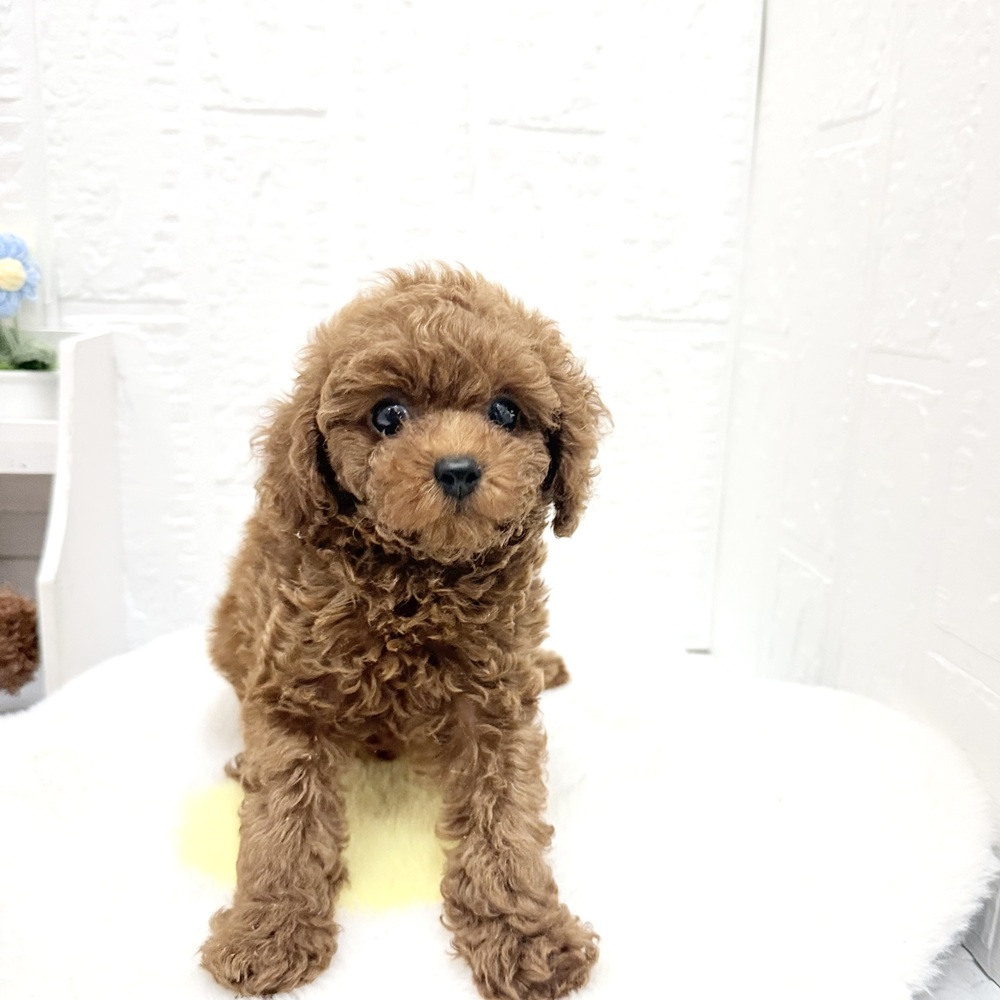 愛知県のトイプードル(トイ) (犬の家＆猫の里豊川インター店/2026年8月20日生まれ/男の子/レッド)の子犬の2枚目の画像
