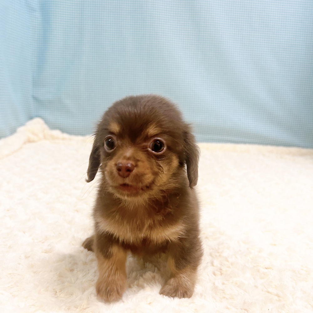 愛知県のチワックス(チワワ×ダックス) (犬の家＆猫の里一宮店/2026年8月23日生まれ/男の子/チョコレートタン)の子犬の2枚目の画像