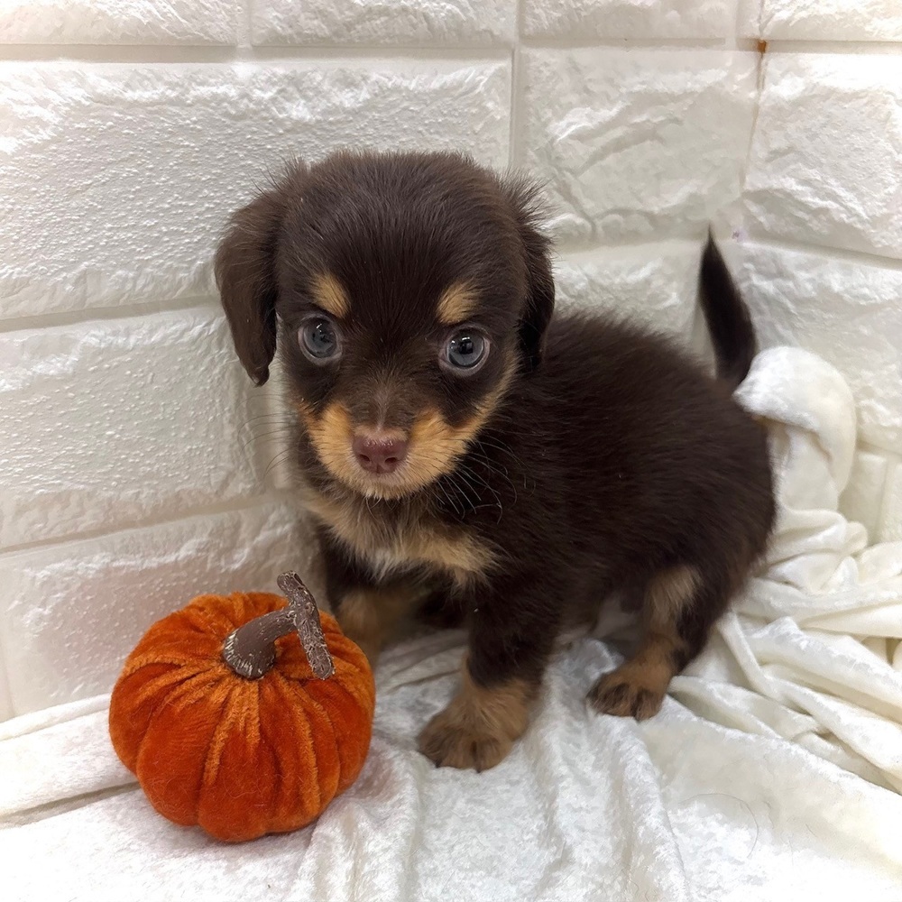愛知県のチワックス(チワワ×ダックス) (犬の家＆猫の里名古屋天白店/2026年8月23日生まれ/男の子/チョコレートタン)の子犬の2枚目の画像