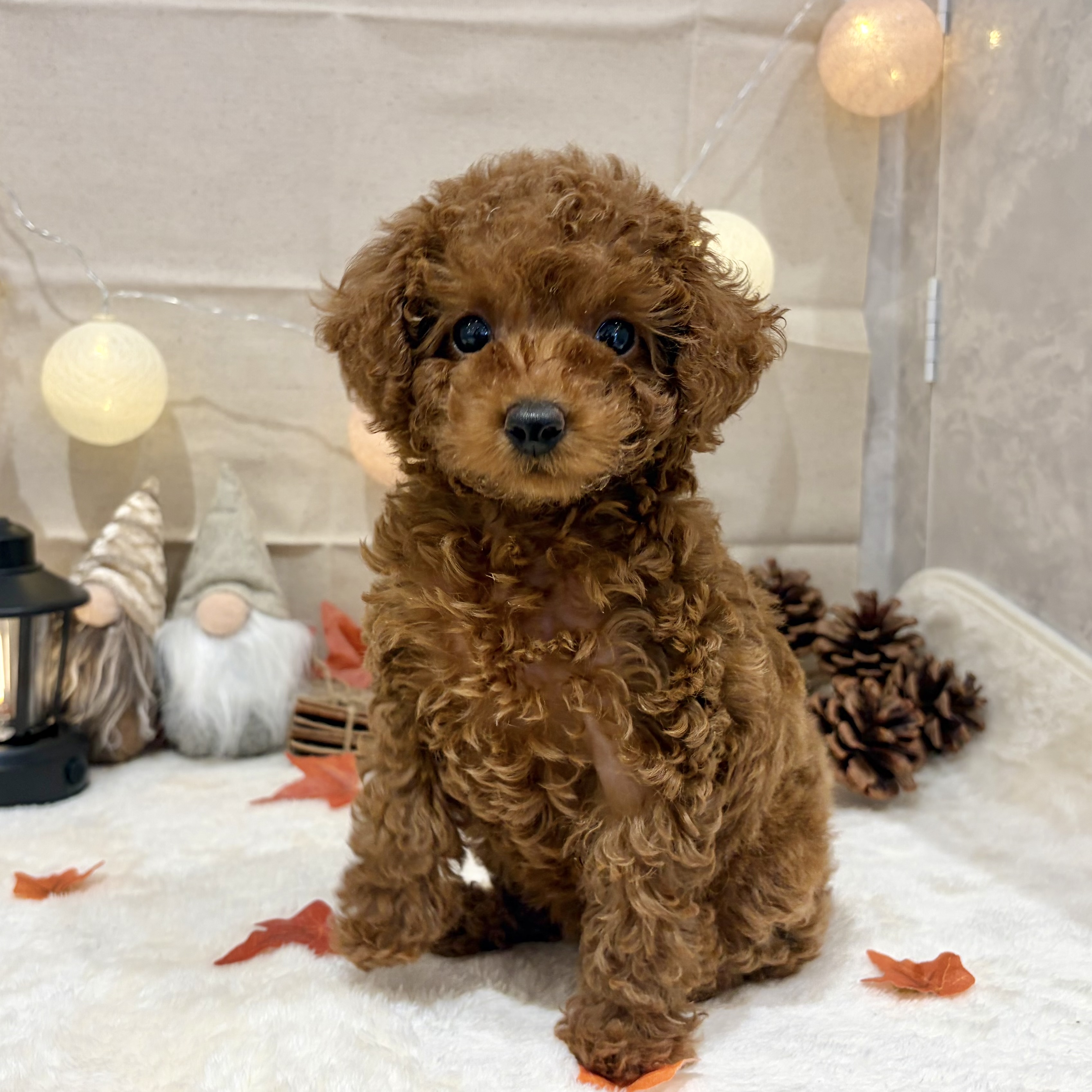 福岡県のトイプードル(トイ) (犬の家＆猫の里くりえいと宗像店/2026年8月25日生まれ/女の子/レッド)の子犬の2枚目の画像
