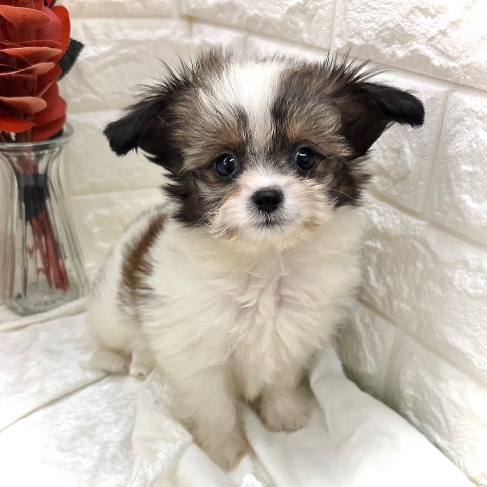 愛知県のハーフ犬・ミックス犬 (犬の家＆猫の里名古屋天白店/2026年8月23日生まれ/男の子/ホワイトゴールド)の子犬の2枚目の画像