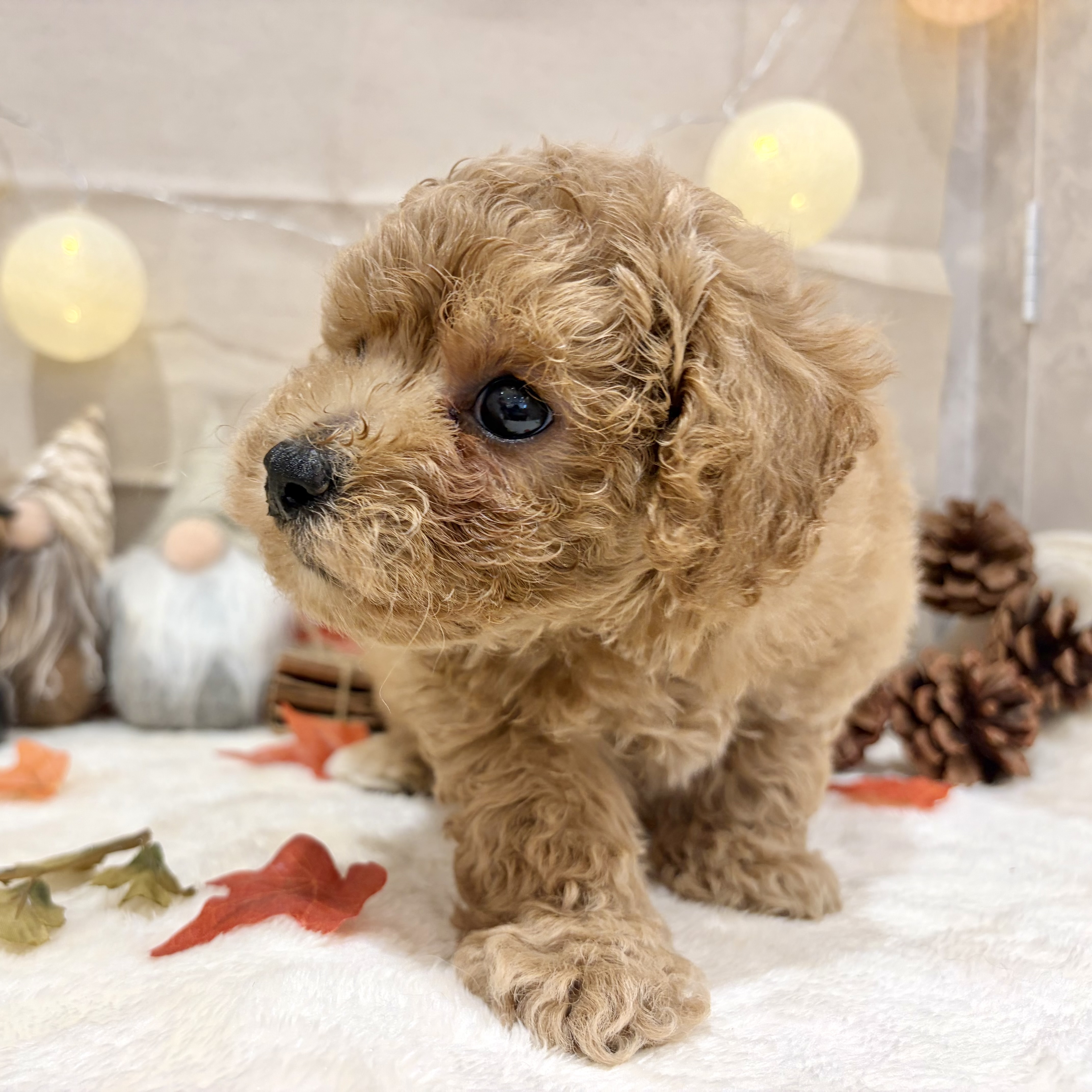 福岡県のビションプー(ビションフリーゼ×プードル) (犬の家＆猫の里くりえいと宗像店/2026年8月25日生まれ/女の子/レッド)の子犬の2枚目の画像