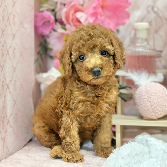 千葉県のトイプードル(トイ) (犬の家＆猫の里ワンズモール稲毛店/2026年8月25日生まれ/女の子/レッド)の子犬の2枚目の画像