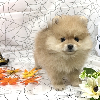 神奈川県のポメラニアン (犬の家＆猫の里小田原店/2026年8月25日生まれ/男の子/オレンジ)の子犬の1枚目の画像