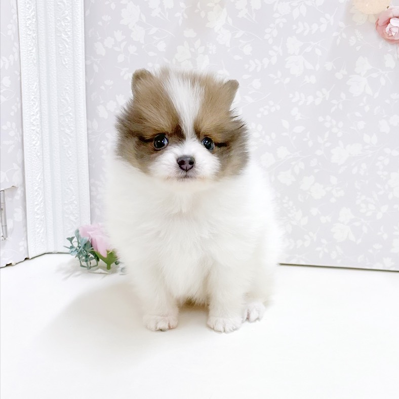富山県のポメラニアン (犬の家＆猫の里アミーゴ高岡蓮花寺店/2026年8月25日生まれ/女の子/パーティーカラー)の子犬の1枚目の画像