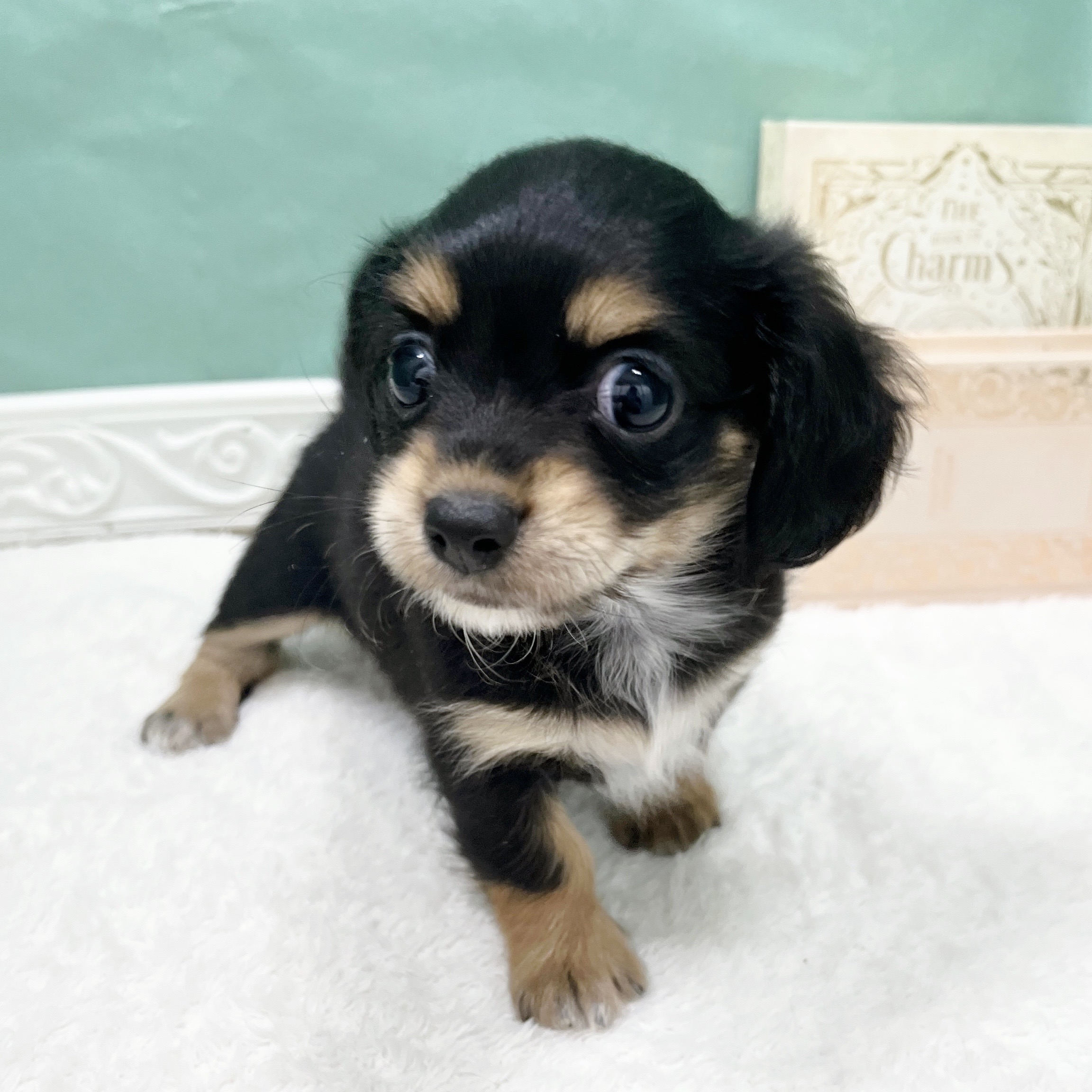 ハーフ犬女の子の写真