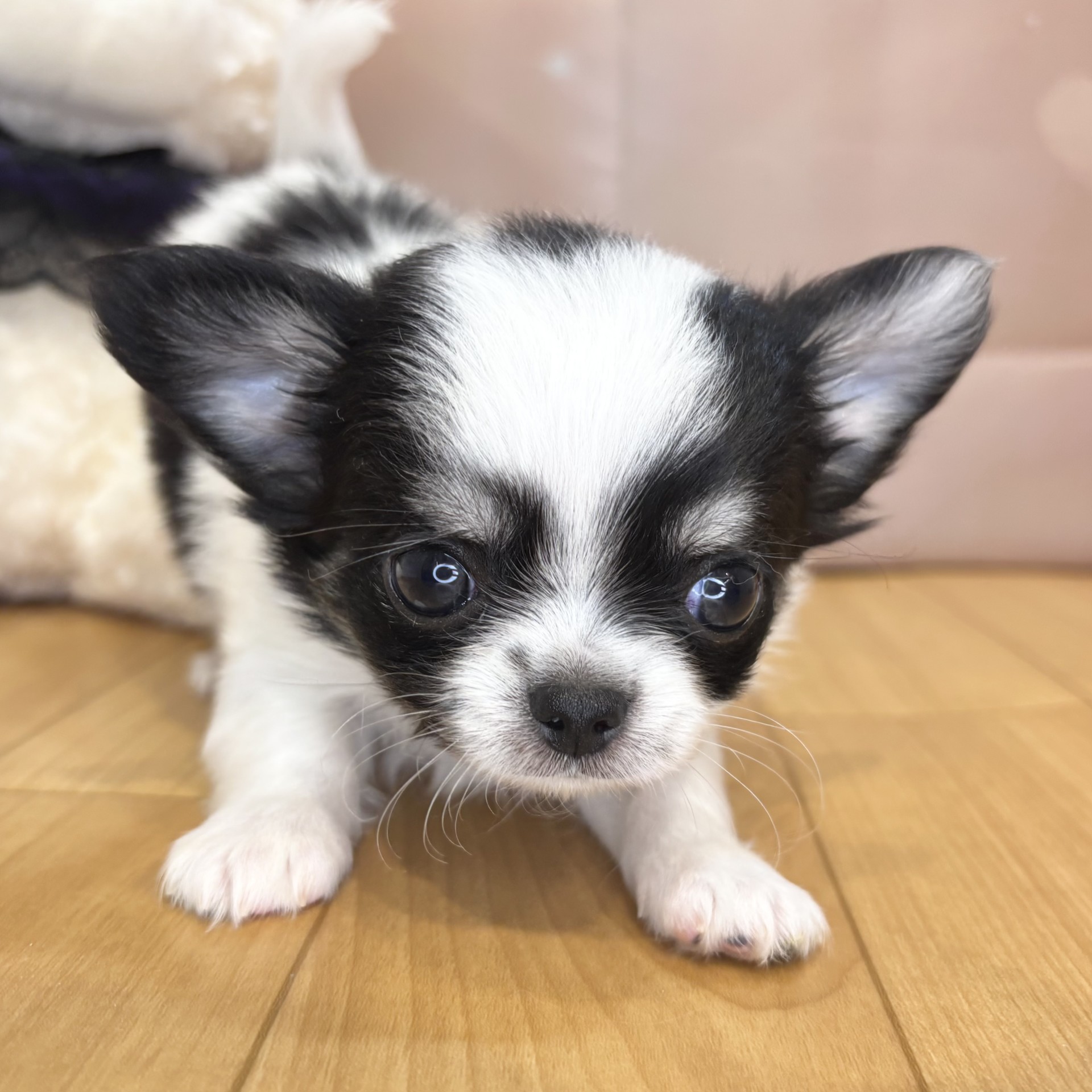 長野県のチワワ(ロング) (犬の家＆猫の里カインズ梓川店/2026年8月24日生まれ/男の子/ホワイトブラックタン)の子犬の1枚目の画像