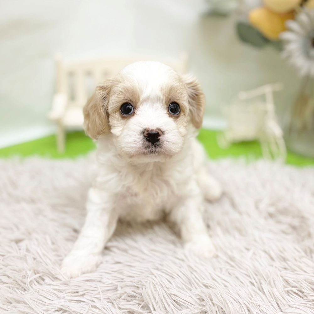 静岡県のハーフ犬・ミックス犬 (犬の家＆猫の里藤枝店/2026年8月24日生まれ/女の子/ブレンハイム)の子犬の2枚目の画像