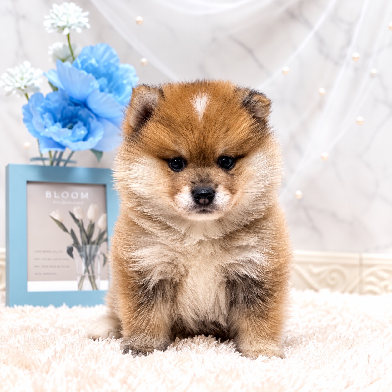 ハーフ犬男の子の写真