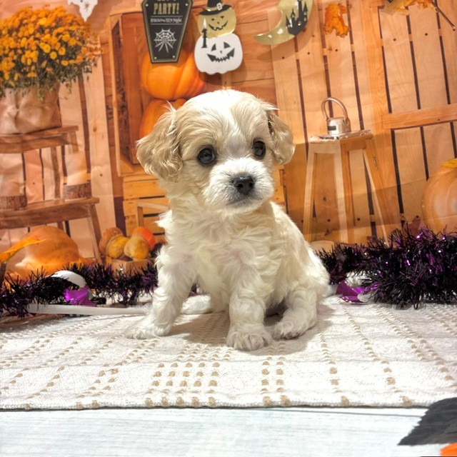 福岡県のハーフ犬・ミックス犬 (犬の家＆猫の里トリアス久山店/2026年8月24日生まれ/女の子/ブレンハイム)の子犬の2枚目の画像