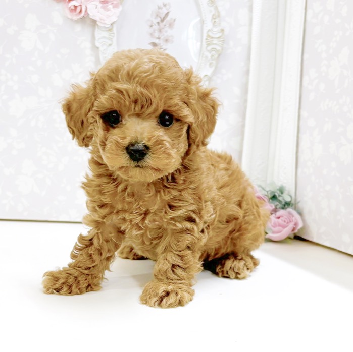 富山県のトイプードル(トイ) (犬の家＆猫の里アミーゴ高岡蓮花寺店/2026年8月25日生まれ/女の子/レッド)の子犬の1枚目の画像