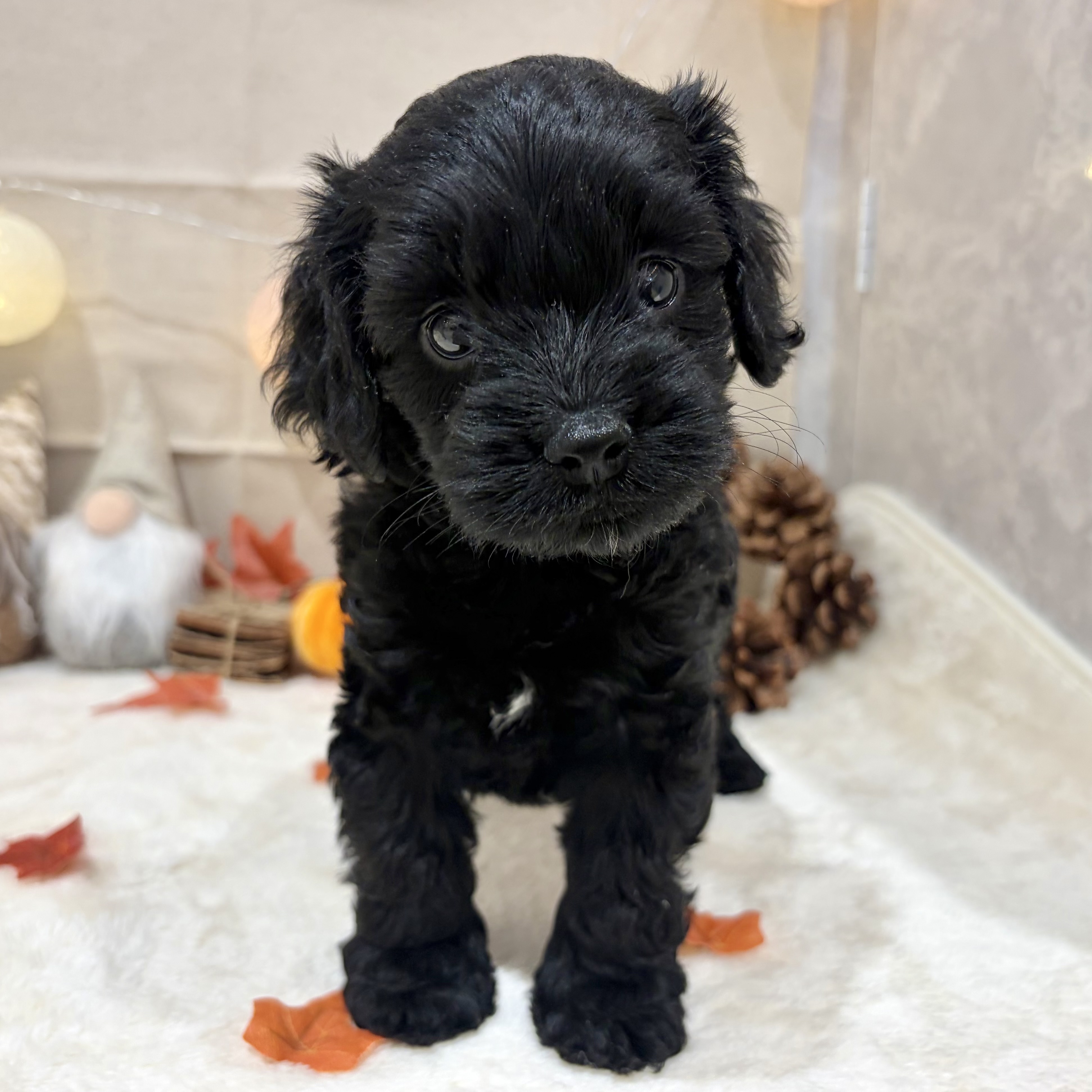 福岡県のコッカプー(アメリカンコッカースパニエル×プードル) (犬の家＆猫の里くりえいと宗像店/2026年8月23日生まれ/女の子/ブラック)の子犬の2枚目の画像