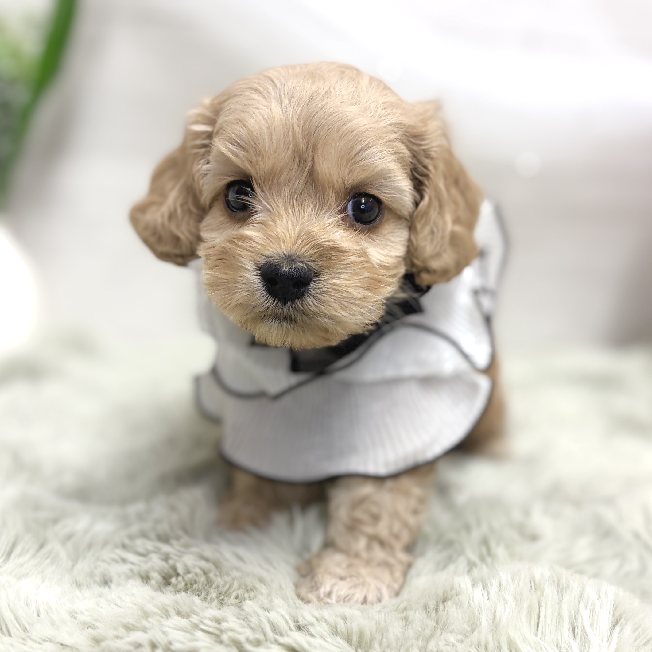 神奈川県のコッカプー(アメリカンコッカースパニエル×プードル) (犬の家＆猫の里相模原店/2026年8月23日生まれ/男の子/バフ)の子犬の2枚目の画像