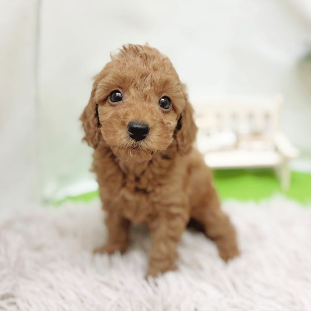 静岡県のトイプードル(トイ) (犬の家＆猫の里藤枝店/2026年8月23日生まれ/男の子/アプリコット)の子犬の2枚目の画像