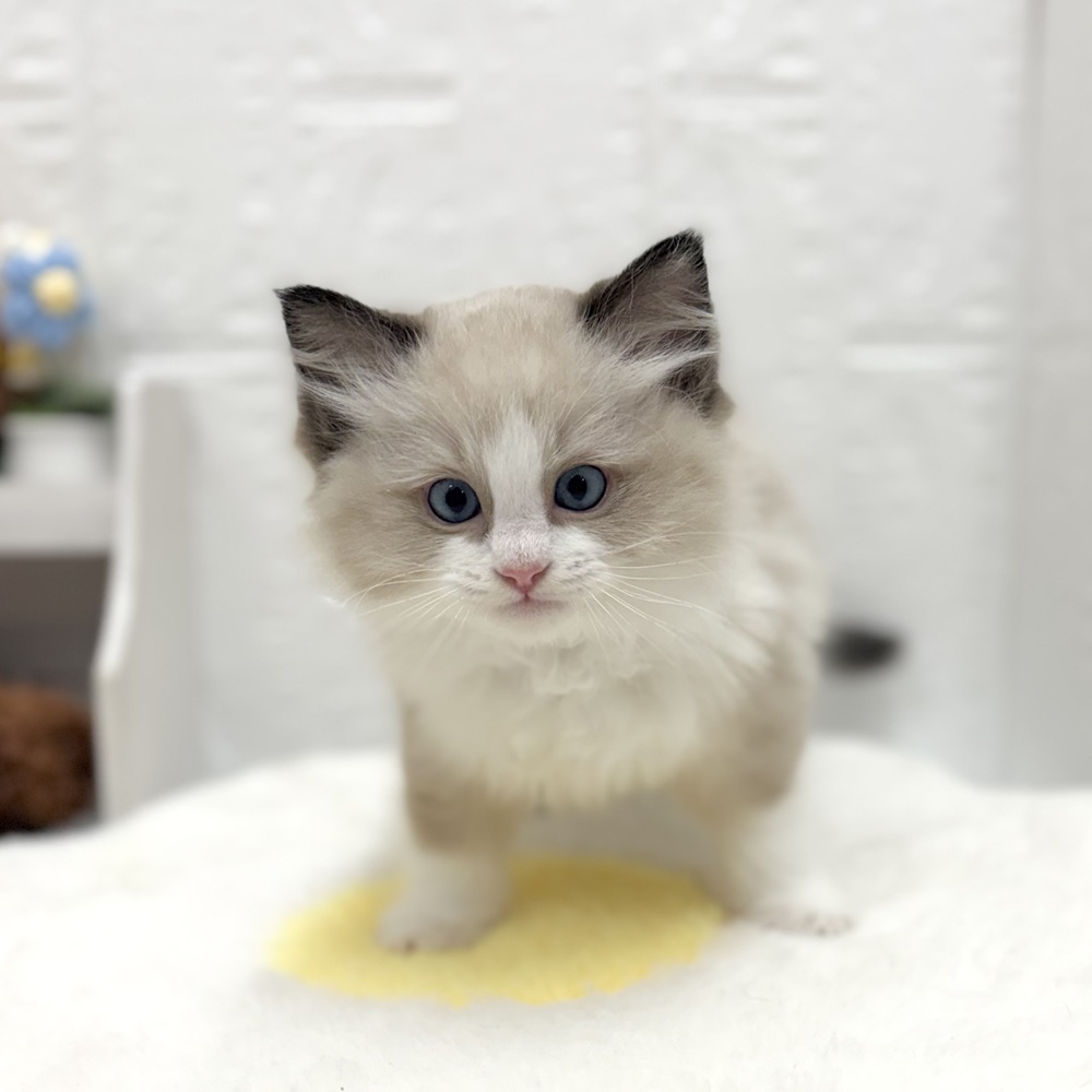 愛知県のラグドール (犬の家＆猫の里豊川インター店/2026年8月23日生まれ/男の子/シールポイントバイカラー)の子猫の1枚目の画像