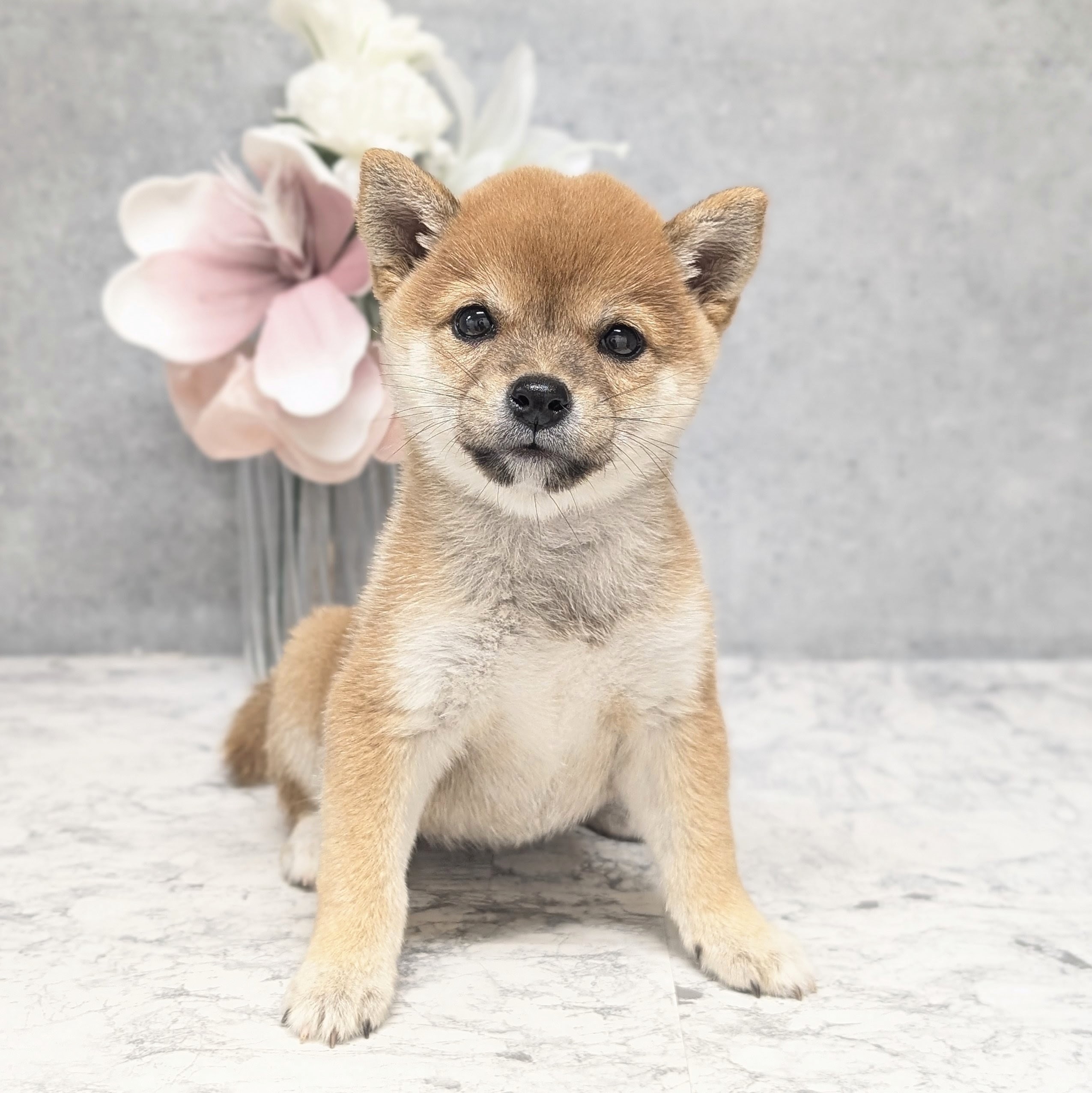 愛知県の豆柴 (犬の家＆猫の里安城店/2026年8月25日生まれ/女の子/赤)の子犬の1枚目の画像
