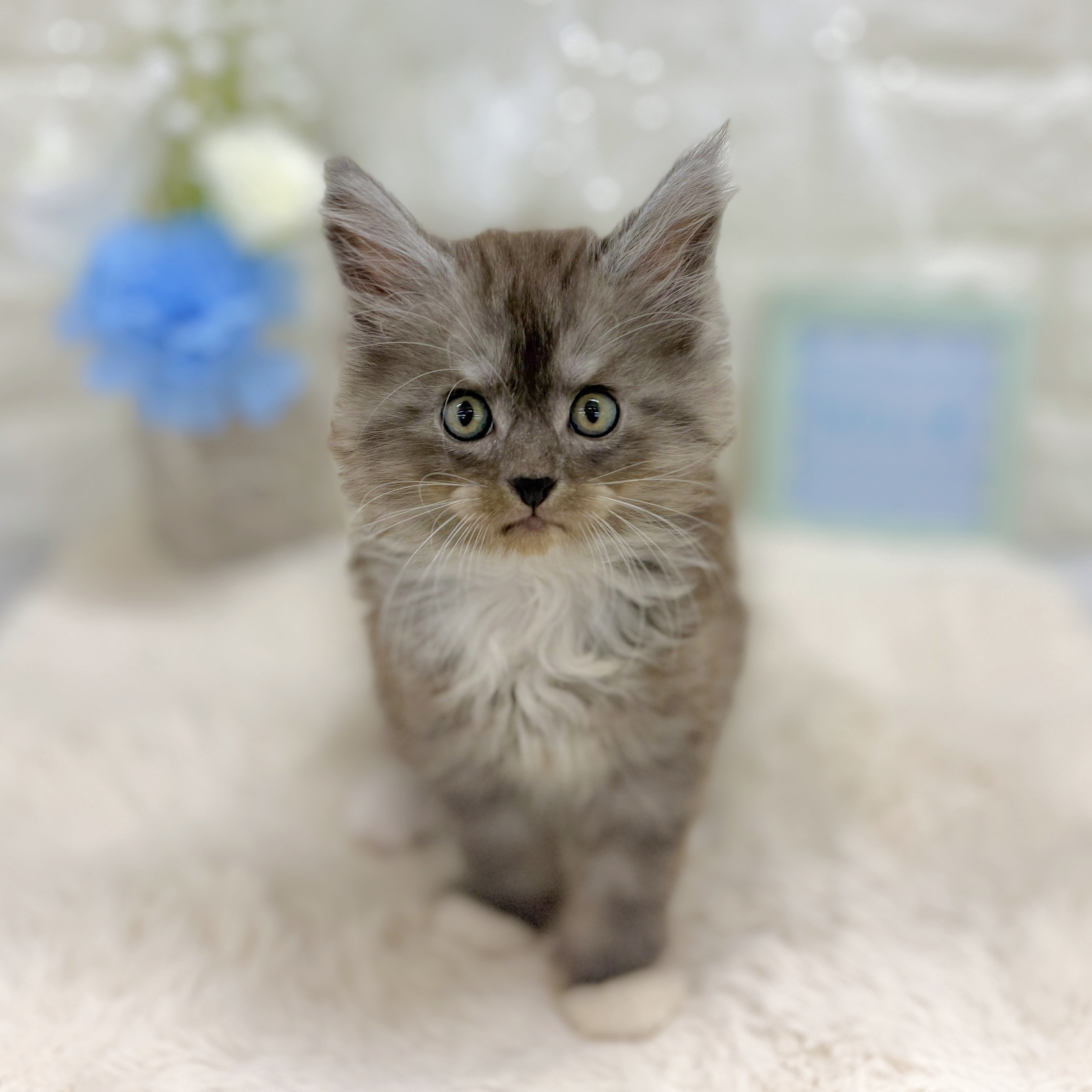 福井県のメインクーン (犬の家＆猫の里アミーゴ福井大和田店/2026年8月25日生まれ/男の子/ブルータビーホワイト)の子猫の2枚目の画像