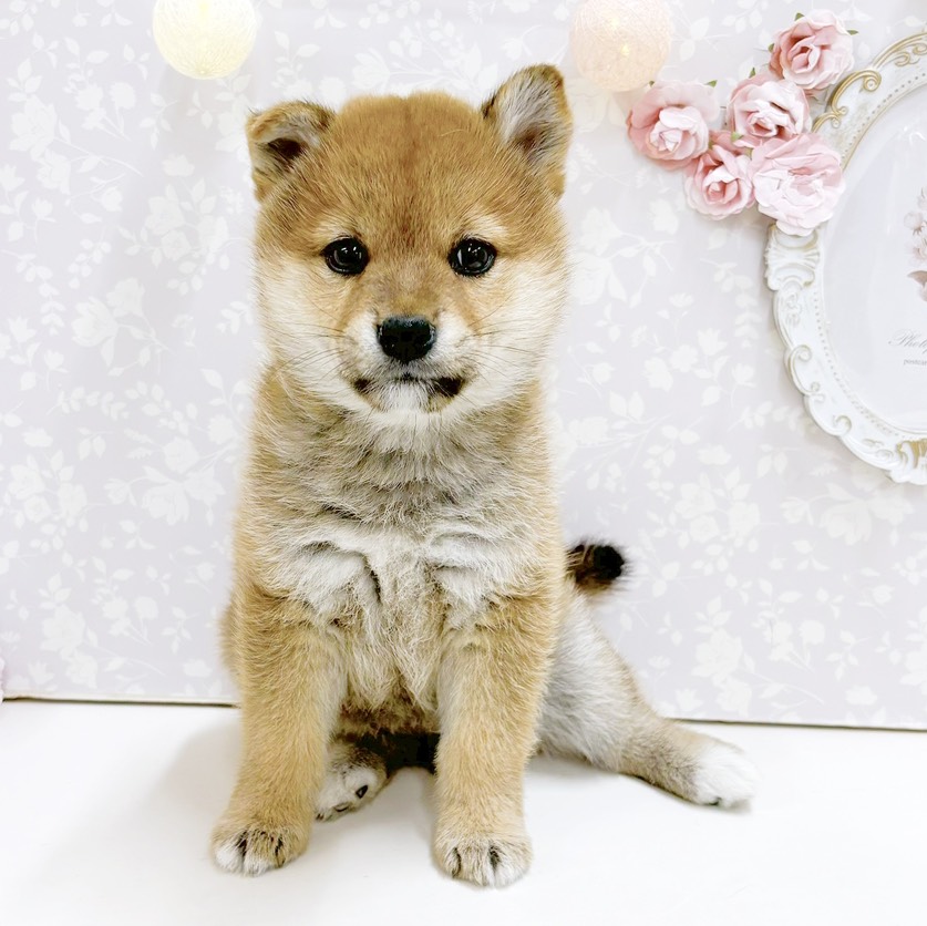 柴犬女の子の写真