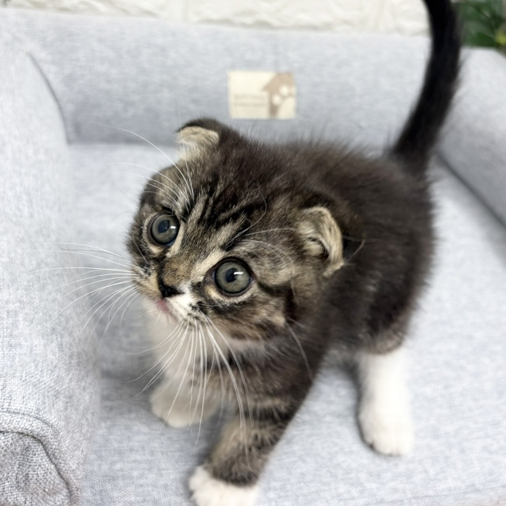 長野県のスコティッシュフォールド (犬の家＆猫の里塩尻店/2026年8月25日生まれ/男の子/ブラウンタビーホワイト)の子猫の2枚目の画像