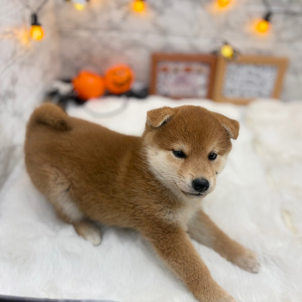 静岡県の柴犬(標準サイズ) (犬の家＆猫の里MEGAドン・キホーテ袋井店/2026年8月22日生まれ/女の子/赤)の子犬の2枚目の画像