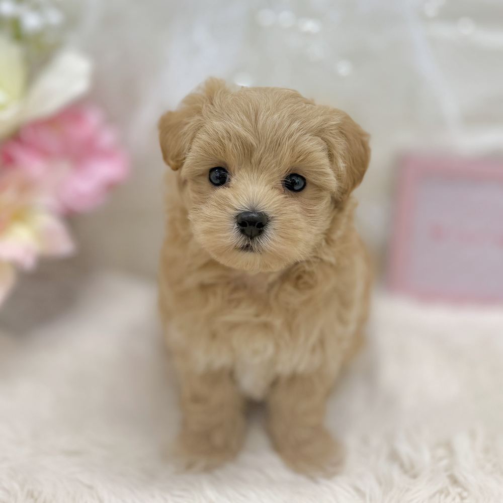 福井県のマルプー(マルチーズ×プードル) (犬の家＆猫の里アミーゴ福井大和田店/2026年8月22日生まれ/女の子/クリーム)の子犬の1枚目の画像