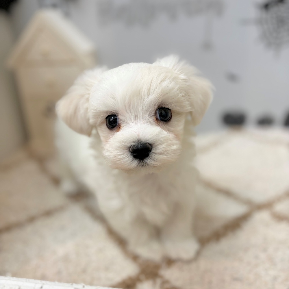 静岡県のマルチーズ (犬の家＆猫の里プレ葉ウォーク浜北店/2026年8月23日生まれ/男の子/ホワイト)の子犬の2枚目の画像