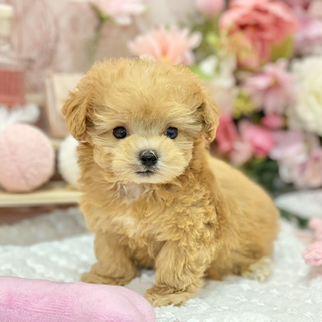千葉県のマルプー(マルチーズ×プードル) (犬の家＆猫の里ワンズモール稲毛店/2026年8月25日生まれ/男の子/アプリコット)の子犬の2枚目の画像