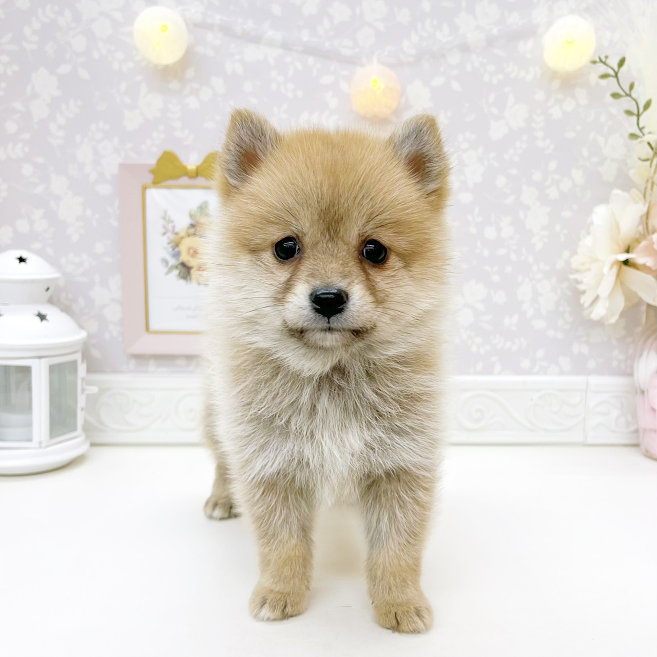 ハーフ犬女の子の写真