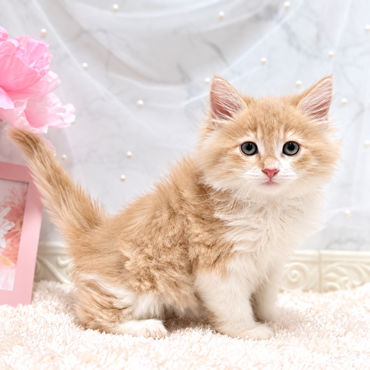 福井県のノルウェージャンフォレストキャット (犬の家＆猫の里福井店/2026年8月25日生まれ/女の子/クリームタビーホワイト)の子猫の2枚目の画像
