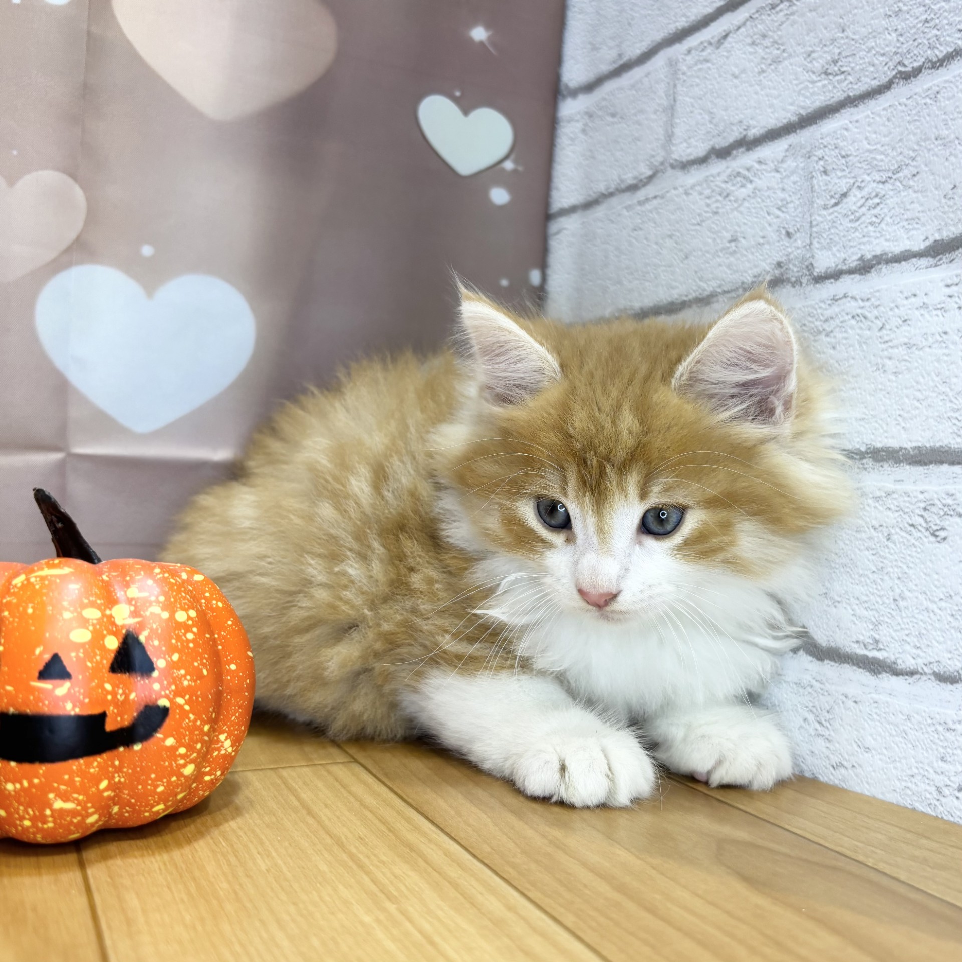 長野県のノルウェージャンフォレストキャット (犬の家＆猫の里カインズ梓川店/2026年8月25日生まれ/男の子/レッドタビーホワイト)の子猫の2枚目の画像