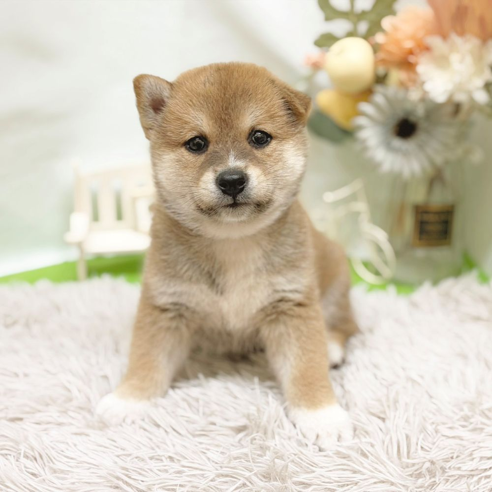 静岡県の柴犬(標準サイズ) (犬の家＆猫の里藤枝店/2026年8月24日生まれ/男の子/赤)の子犬の2枚目の画像