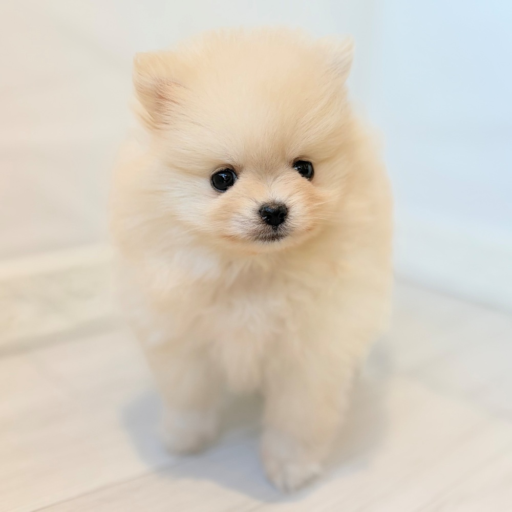 愛知県のポメラニアン (犬の家＆猫の里春日井本店/2026年8月24日生まれ/女の子/クリーム)の子犬の2枚目の画像