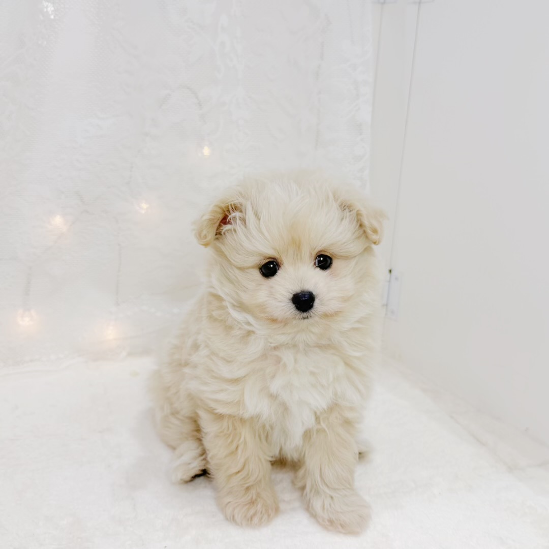 千葉県のポメプー(ポメラニアン×プードル) (犬の家＆猫の里BIGHOPガーデンモール印西店/2026年8月24日生まれ/男の子/クリーム)の子犬の2枚目の画像