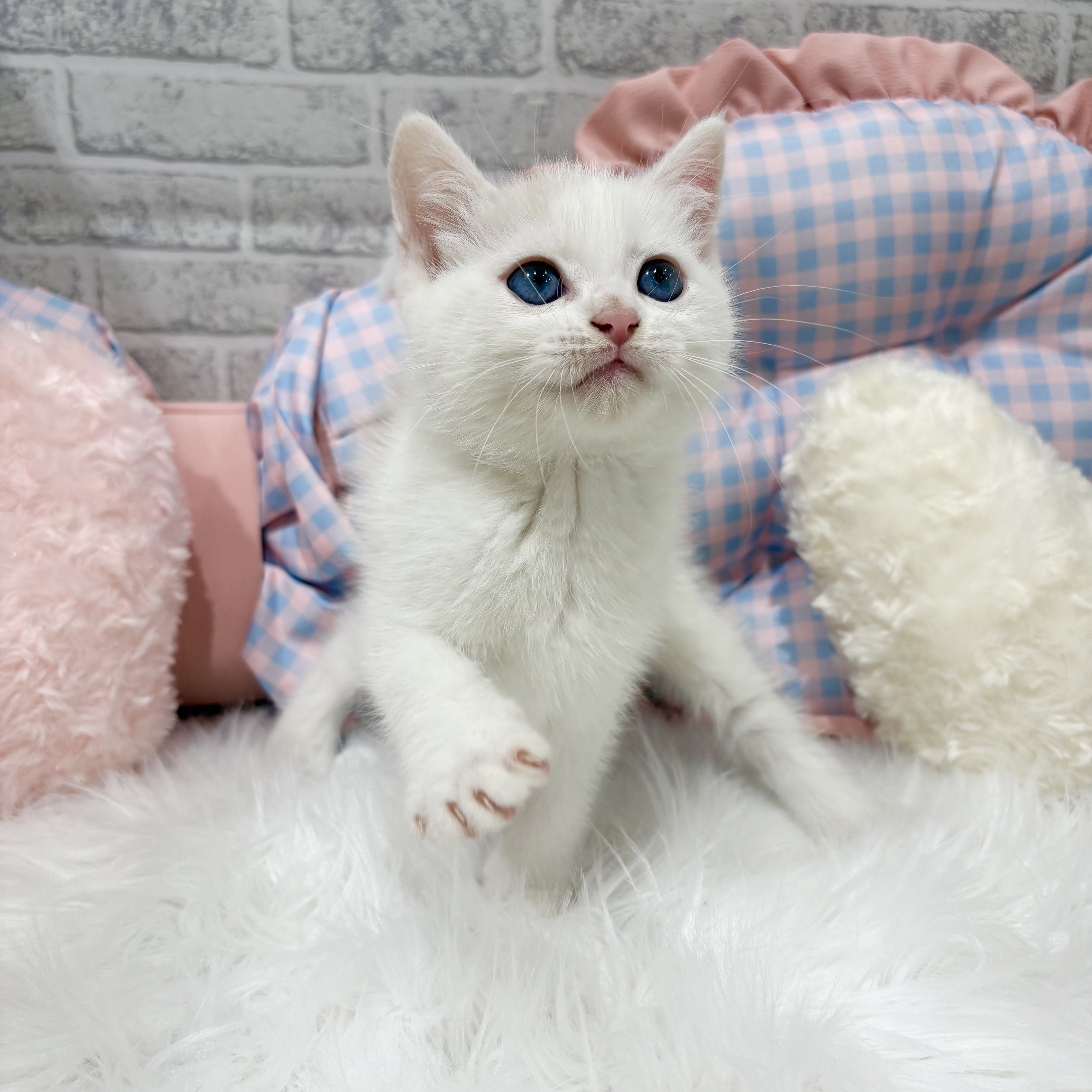 神奈川県のマンチカン (犬の家＆猫の里元住吉ブレーメン通り店/2026年8月24日生まれ/男の子/ライラックリンクス&ホワイト)の子猫の2枚目の画像