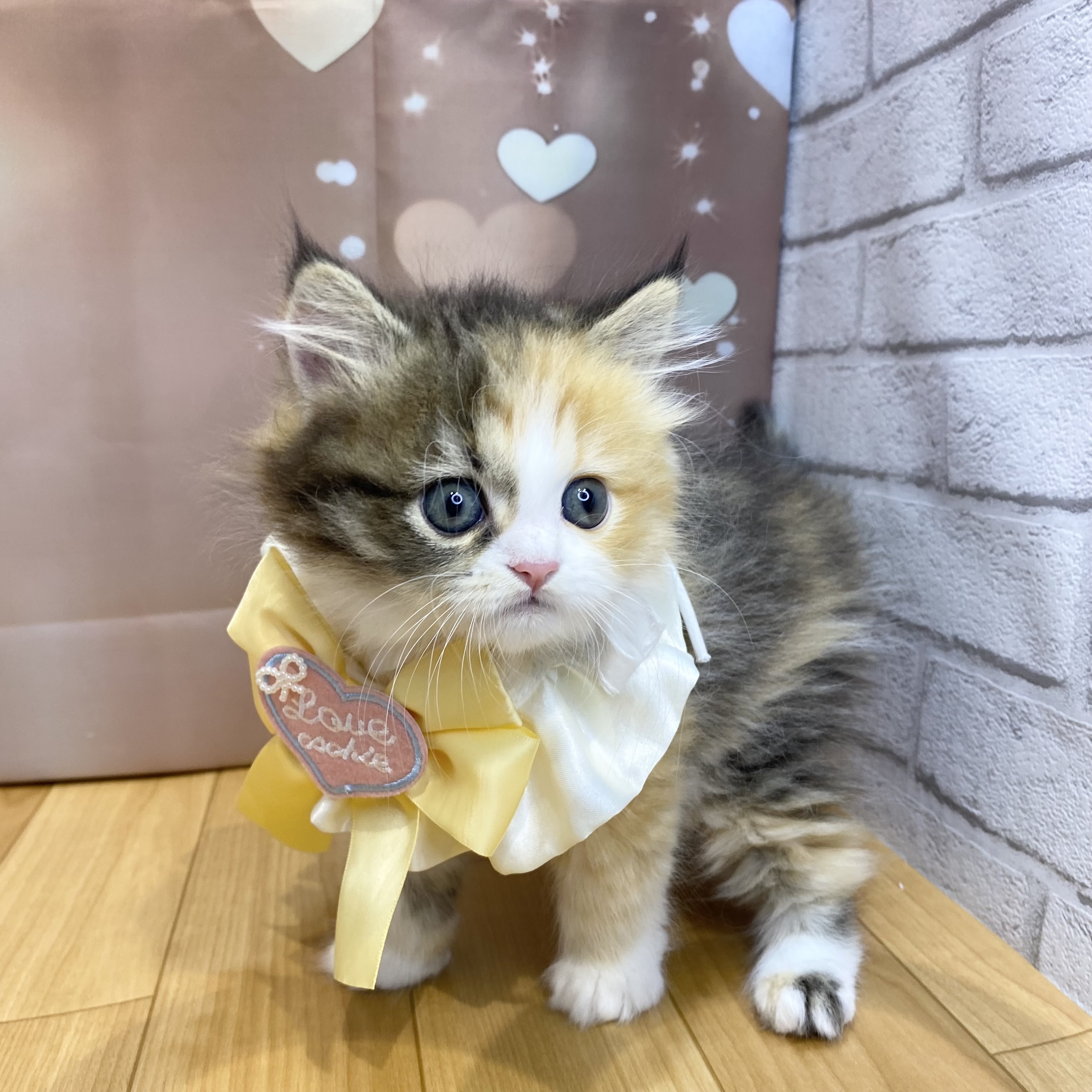 長野県のミヌエット (犬の家＆猫の里カインズ梓川店/2026年8月24日生まれ/女の子/キャリコ)の子猫の2枚目の画像