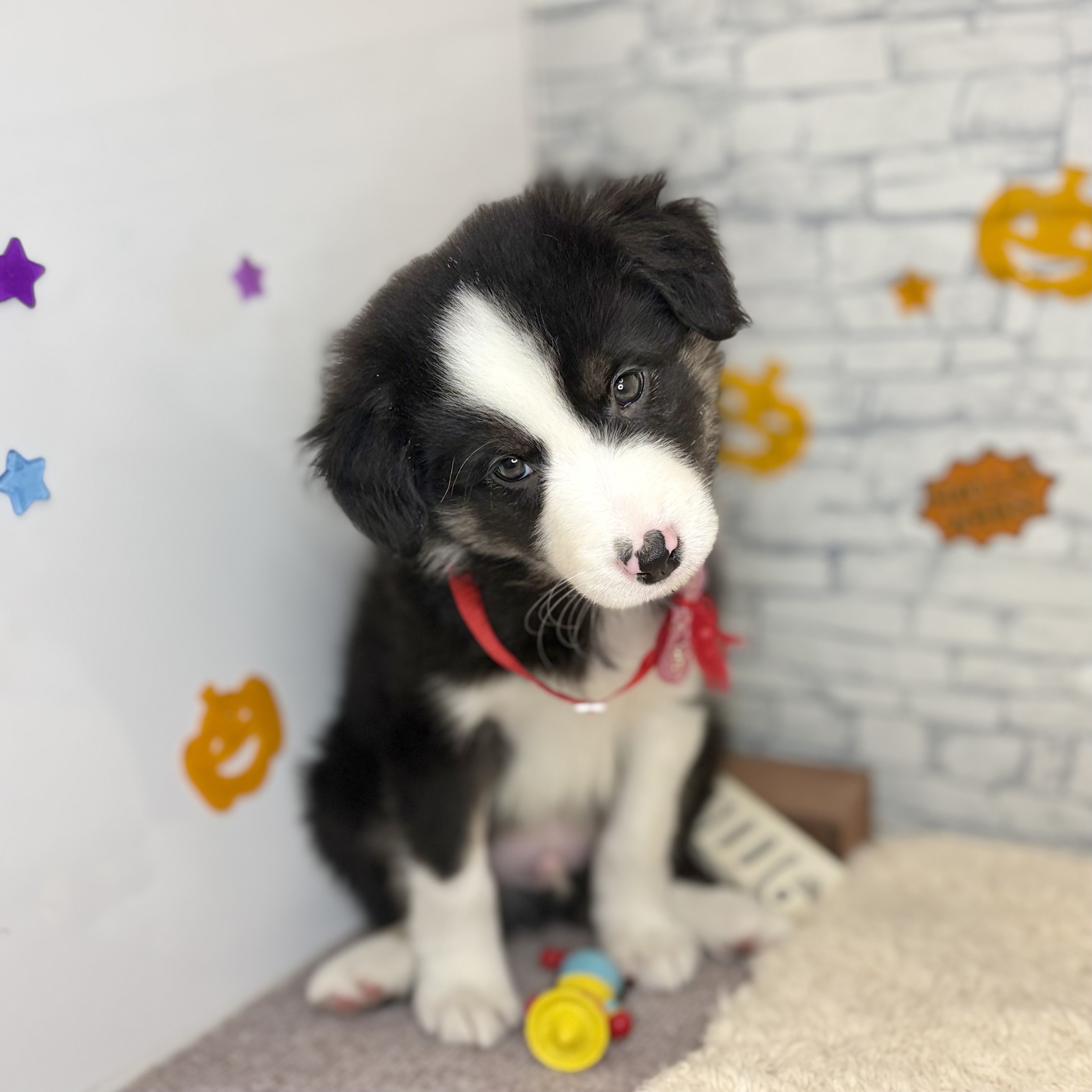 長野県のボーダーコリー (犬の家＆猫の里長野店/2026年8月24日生まれ/男の子/トライカラー)の子犬の2枚目の画像