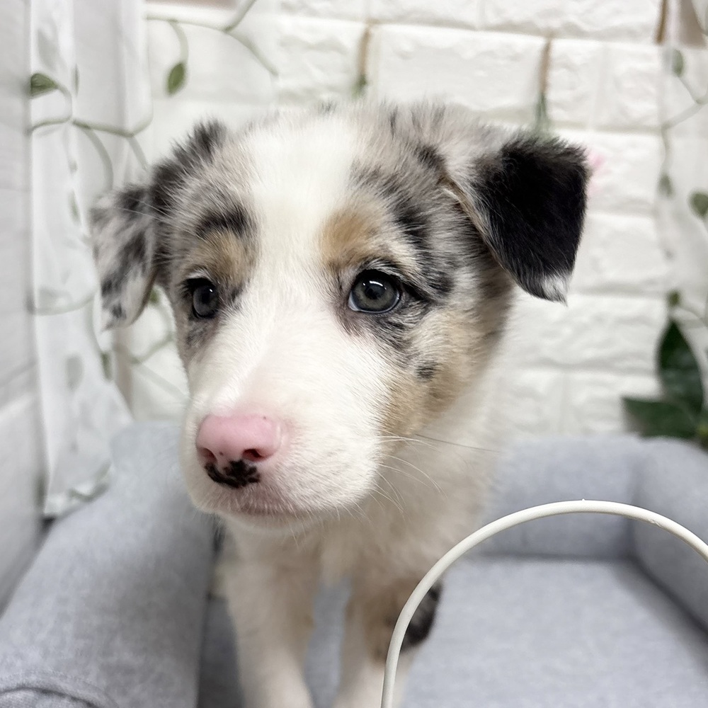 長野県のボーダーコリー (犬の家＆猫の里塩尻店/2026年8月24日生まれ/男の子/ブルーマールタンホワイト)の子犬の2枚目の画像