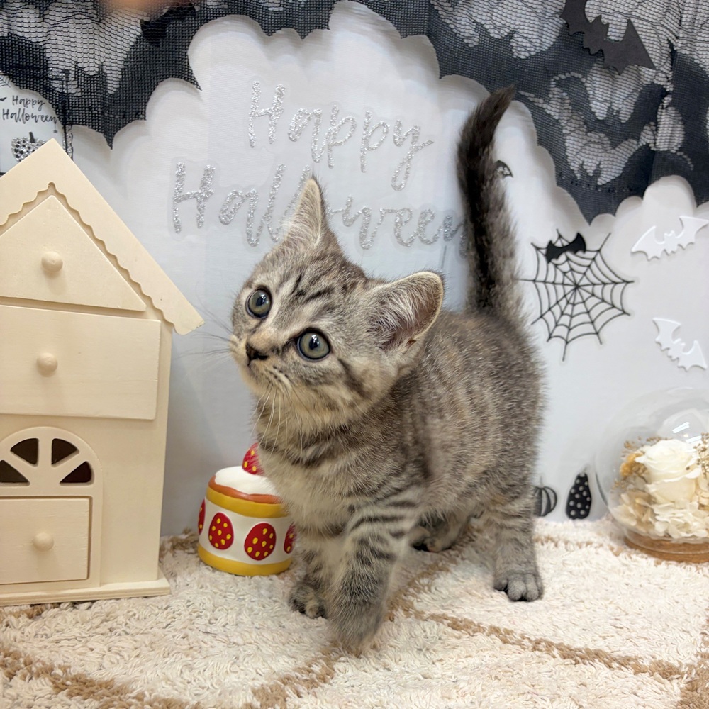 静岡県のマンチカン (犬の家＆猫の里プレ葉ウォーク浜北店/2026年8月23日生まれ/女の子/シルバーパッチドタビー)の子猫の2枚目の画像