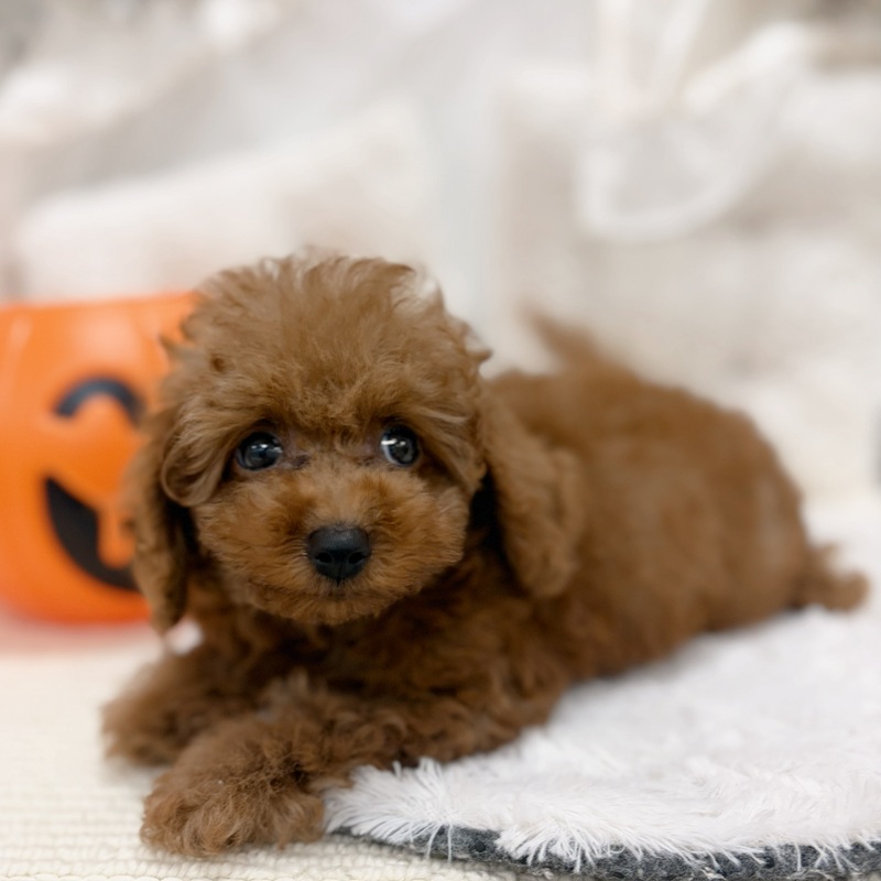 岐阜県のトイプードル(トイ) (犬の家＆猫の里カラフルタウン岐阜店/2026年8月17日生まれ/男の子/レッドフォーン)の子犬の2枚目の画像
