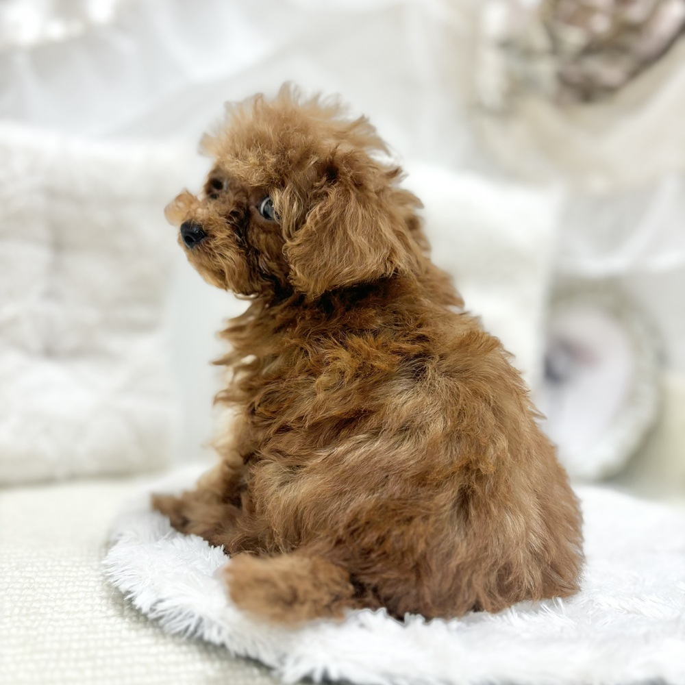 岐阜県のトイプードル(トイ) (犬の家＆猫の里カラフルタウン岐阜店/2026年8月17日生まれ/男の子/レッドフォーン)の子犬の2枚目の画像