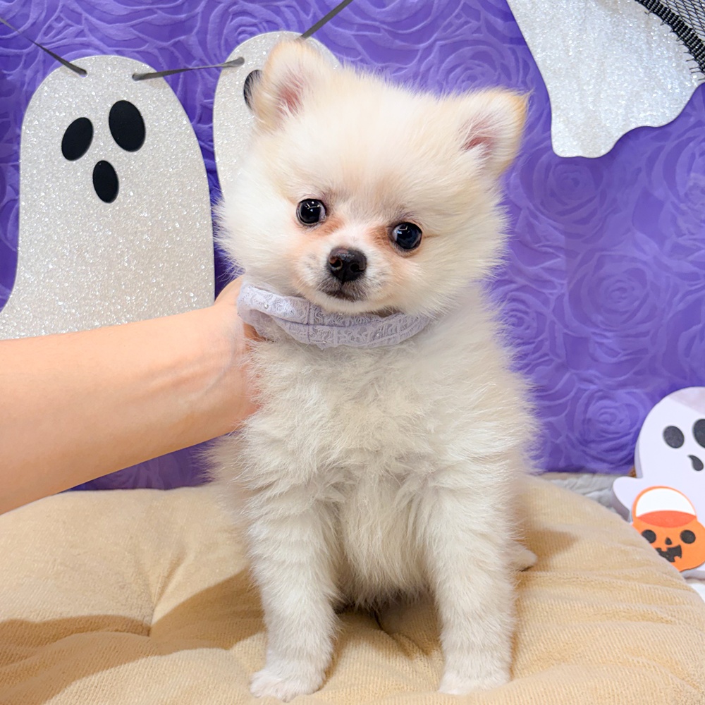 ハーフ犬男の子の写真