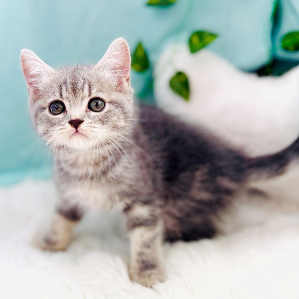 愛知県のスコティッシュフォールド (犬の家＆猫の里愛知刈谷店/2026年8月25日生まれ/男の子/ブルータビー)の子猫の2枚目の画像