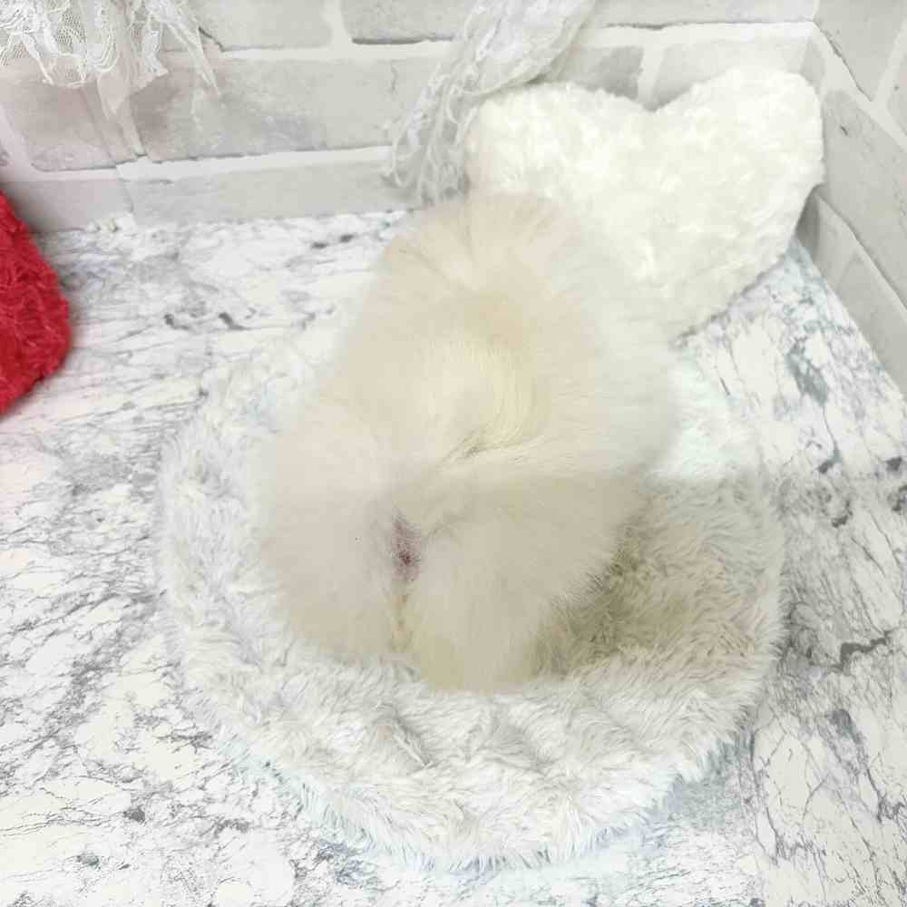 生体画像２