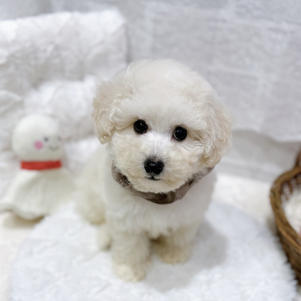 ハーフ犬男の子の写真