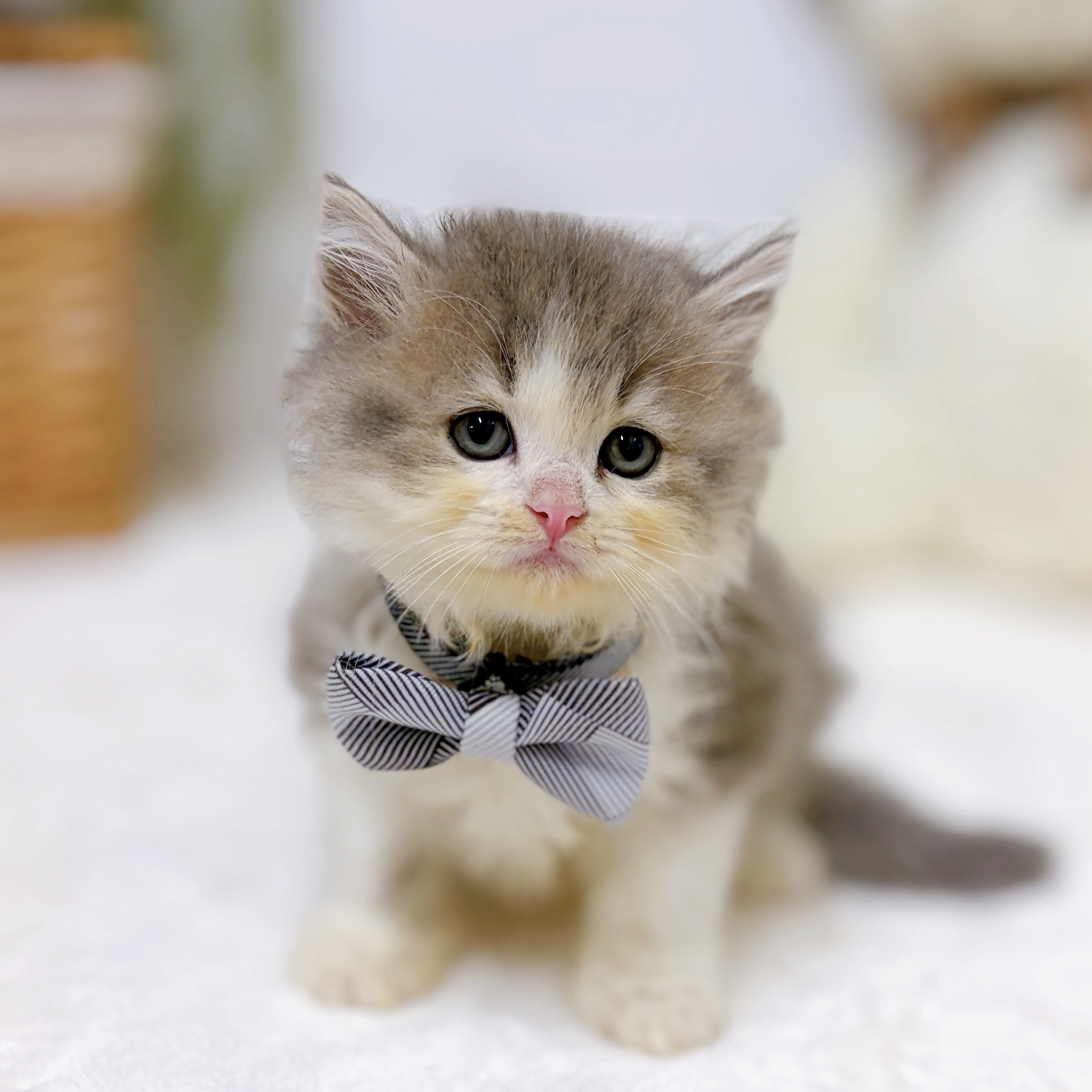滋賀県のスコティッシュストレート (犬の家＆猫の里近江八幡店/2026年8月26日生まれ/男の子/ブルータビーホワイト)の子猫の2枚目の画像
