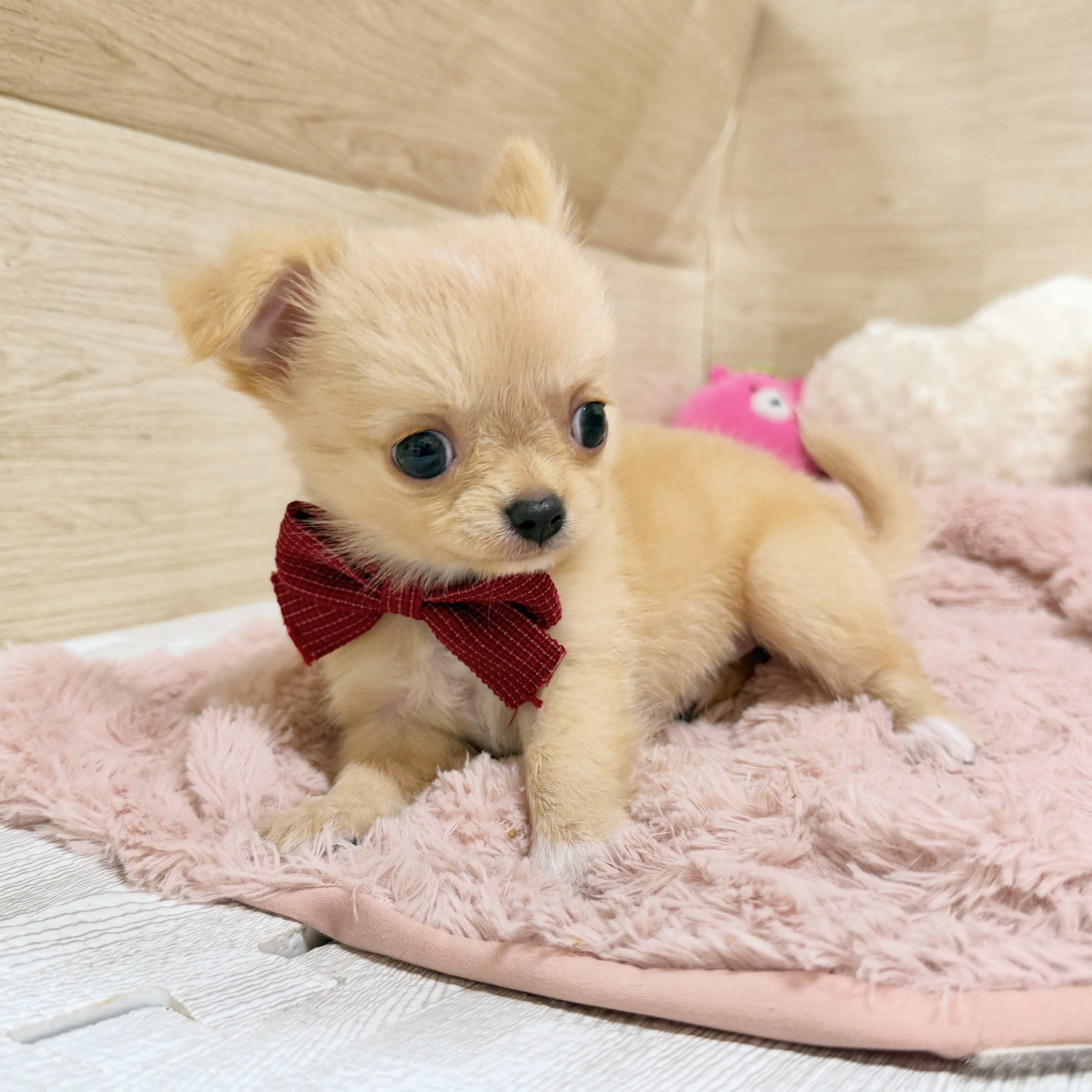 大阪府のチワワ(ロング) (犬の家＆猫の里そよら東岸和田店/2026年8月27日生まれ/女の子/クリーム)の子犬の2枚目の画像